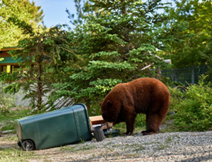 cinnamon phase black bear getting food out of knocked over trash bin