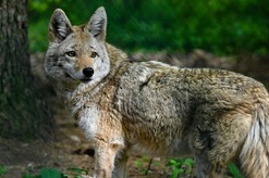 Eastern coyote with blurred background of green leaves and a large tree