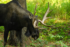 bull moose with large antlers looking down