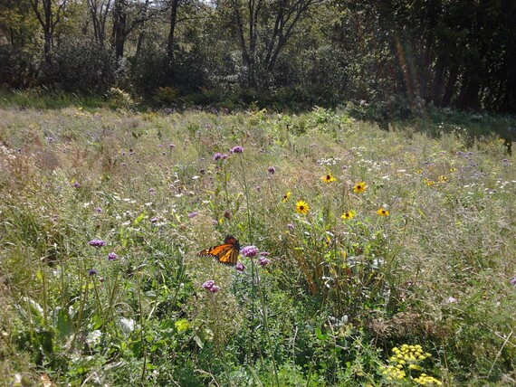 orange monarch butterfly in middle of field with wild flowers