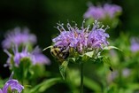 purple bee balm flower