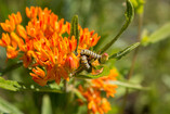 orange butterfly weed 