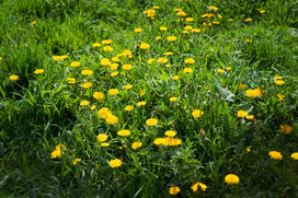 deep green tall grass with bright yellow dandelions