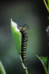 Monarch caterpillar eating milkweed