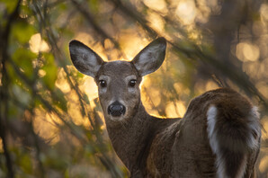 white-tailed deer doe looking back with blurred fall foliage background