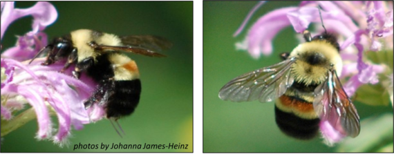 two photos of rusty patched bumble bees on purple flowers