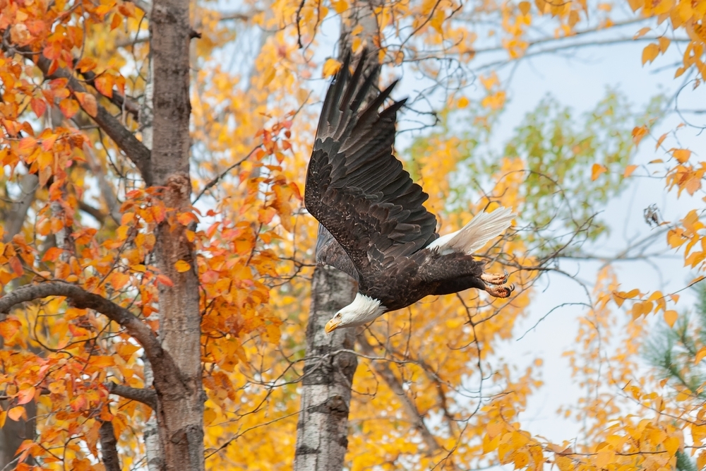 bald eagle flying down with fall foliage background