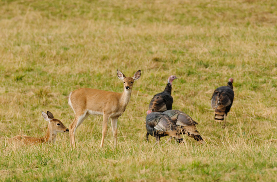 White-tailed deer and wild turkeys together in an open field