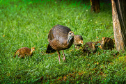 A wild turkey hen walks through the grass with several poults following along.