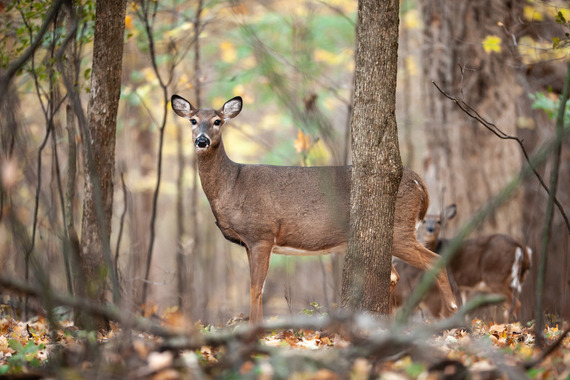 female white-tailed deer in woods with another doe in background