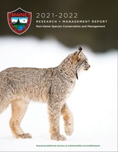 Canada lynx on snow