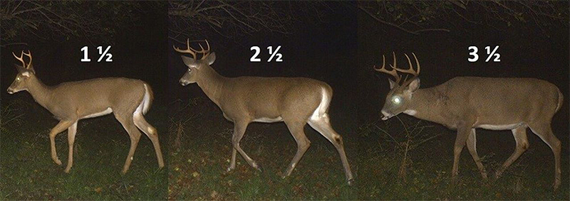 a 1.5, 2.5, and 3.5 year-old buck deer progression of antler growth and body weight