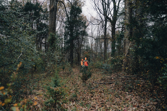 two hunters walking through a coniferous stand