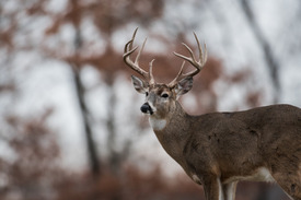 10 point buck standing broadside with orange fall foliage in background