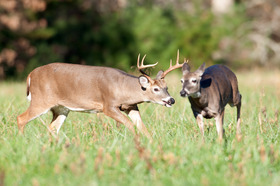 buck and doe white-tailed deer in field