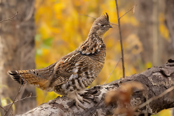 Ruffed grouse perched on a tree surrounded by fall foliage