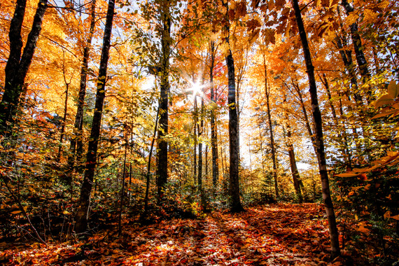 fall foliage in the woods with the sun shining through