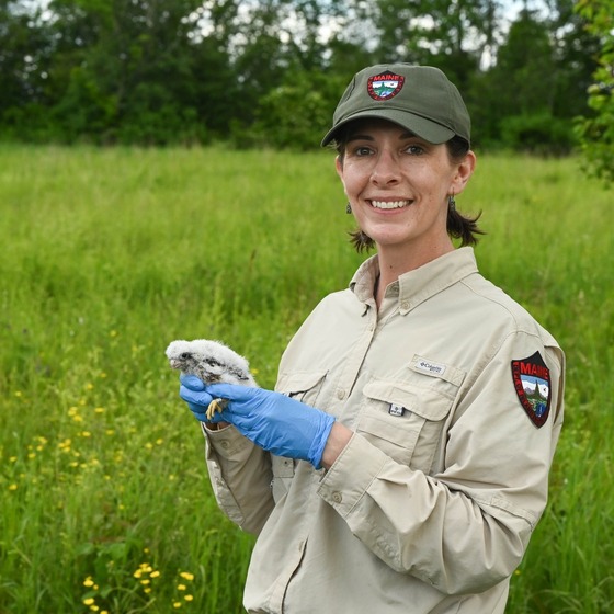 MDIFW bird biologist in a field holding a peregrine falcon chick