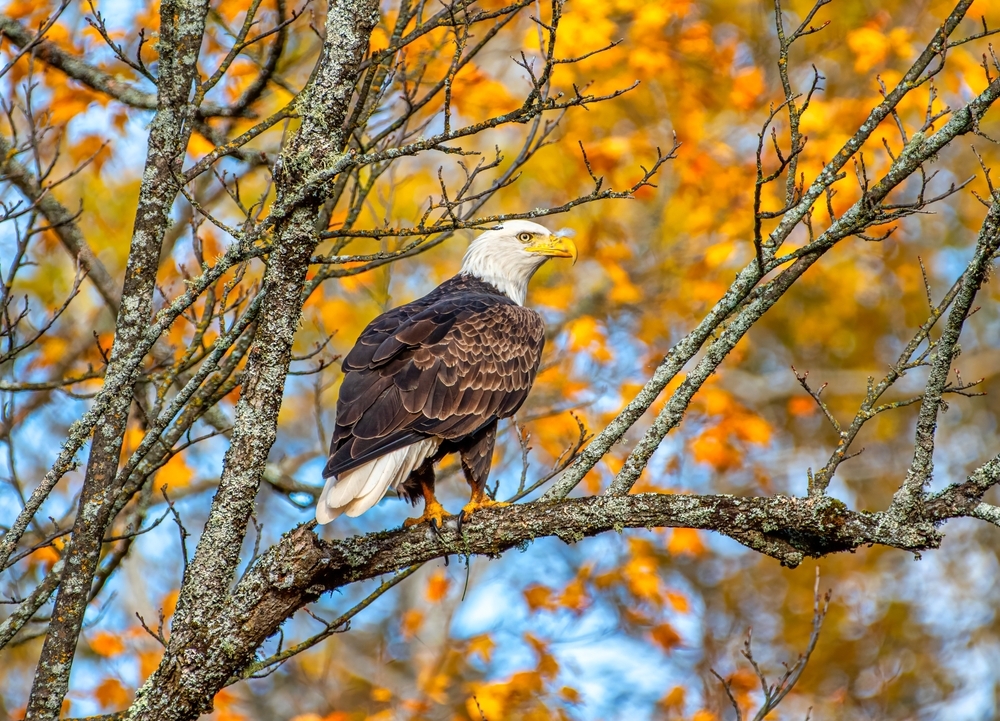 adult bald eagle perched on a tree with orange fall foliage