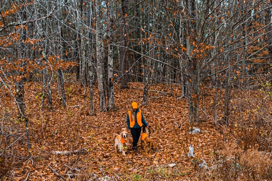 woman walking through the woods in the fall with her two dogs on leash wearing orange vests