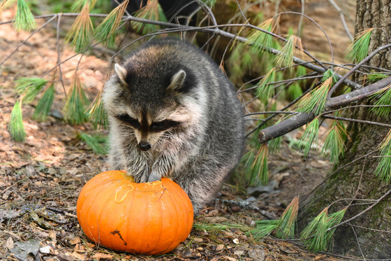 raccoon playing with bright orange pumpkin