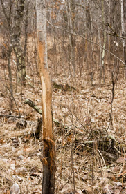 buck rub on a tree