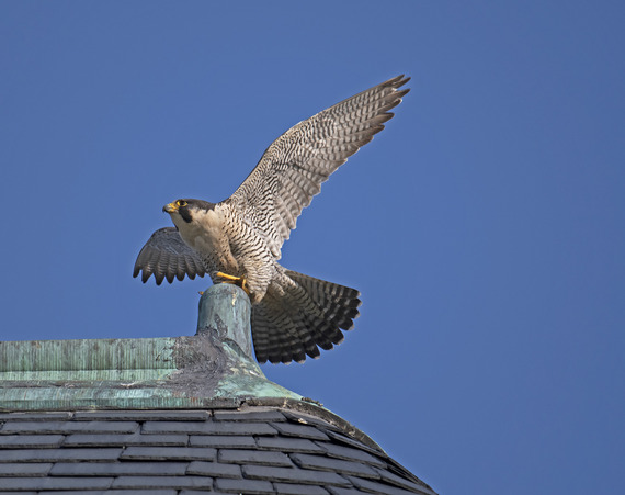 peregrine falcon on building spreading its wings with bright blue skies