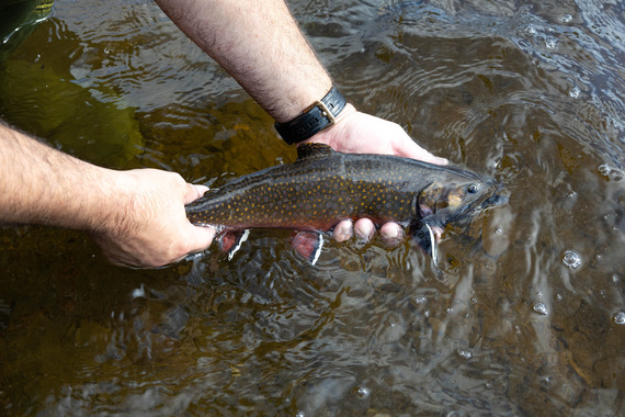 person holding a brook trout in the water