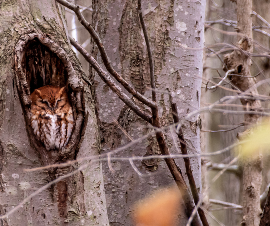 A screech owl in a tree cavity