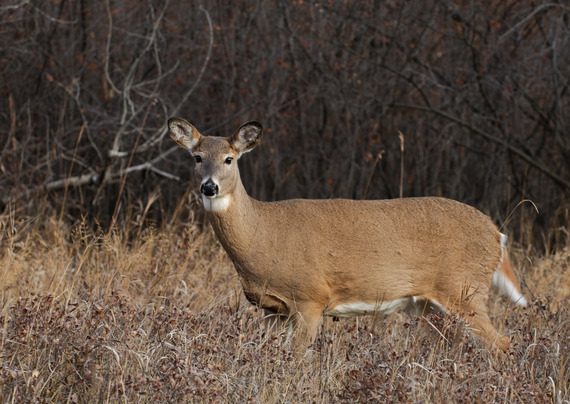 white-tailed deer doe in field with brown grass standing broadside