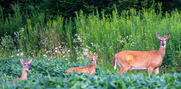 Family of whitetail deer