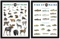Fishes and Mammals of Maine prints