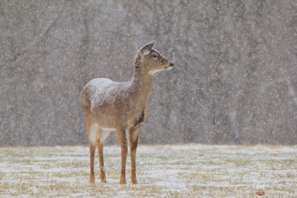 female white-tailed deer standing in field with slight snow fall