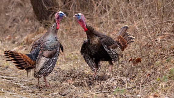 Two wild turkeys facing off at the edge of a forest.