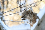 bobcat in snow