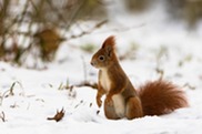 Winter Red Squirrel