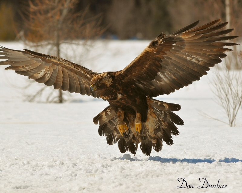 A golden eagle with wings outstretched, taking off from the surface of the snow.