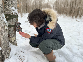 A biologist in a winter coat checks a trail camera attached to a tree in the snow.