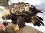 A golden eagle feeding on a deer carcass