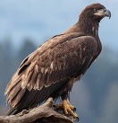 A golden eagle perched on a log with blue sky in the background