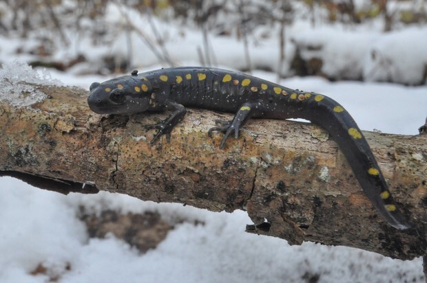 A salamander with yellow spots sitting on a snowy log