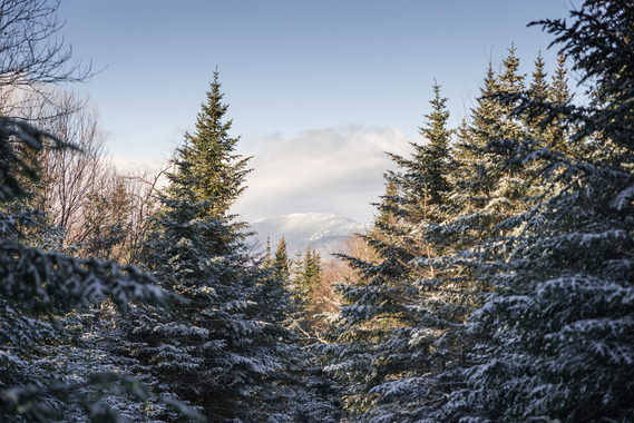 snow covered trees with mountain in background