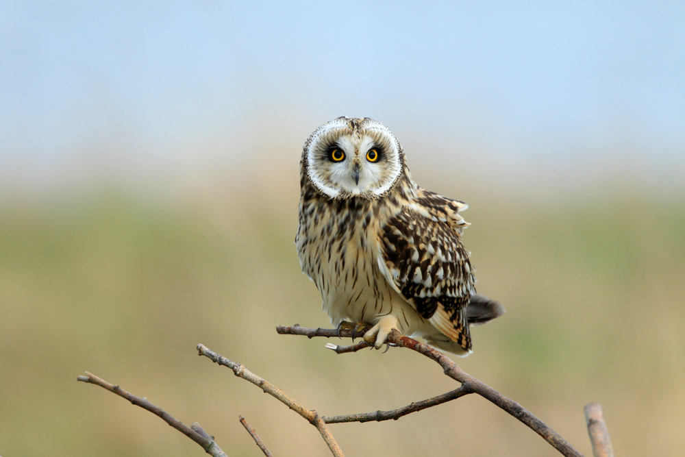 short-eared owl