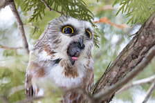 A small owl expelling a pellet while perched in a tree