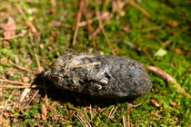 owl pellet