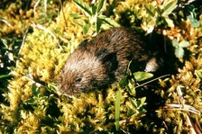 northern bog lemming