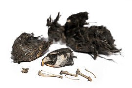 dissected owl pellet