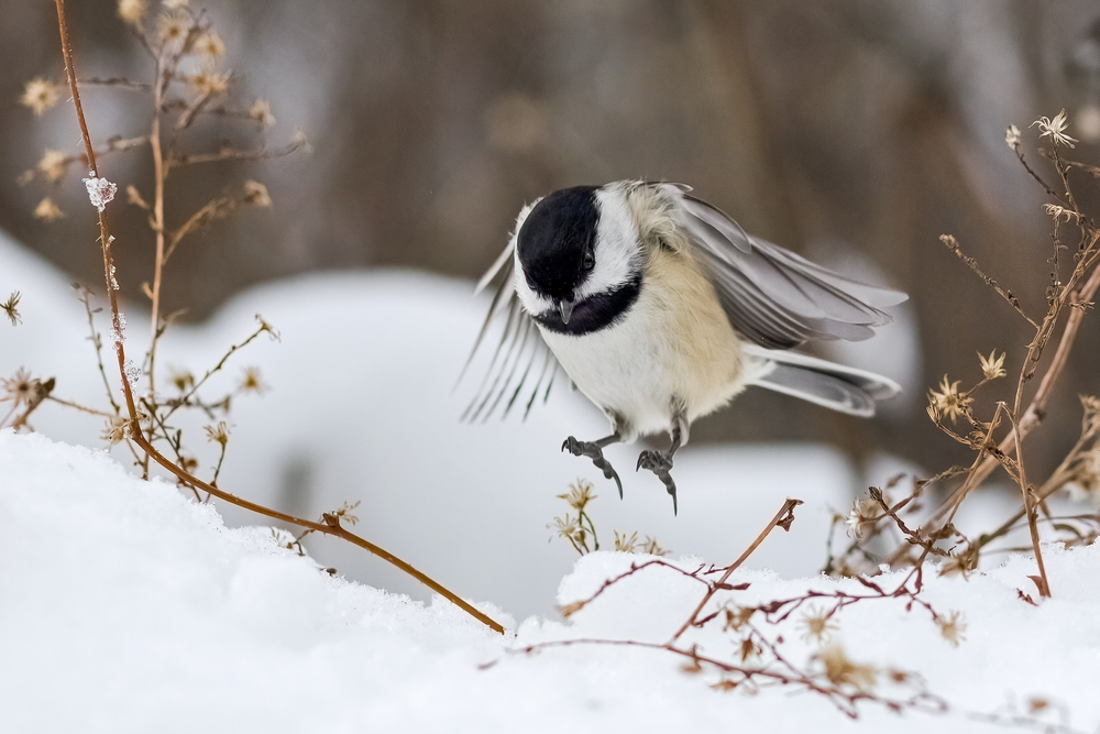 A chickadee coming in for a landing on snow.