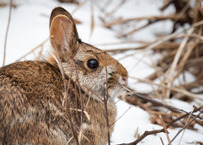 New England Cottontail