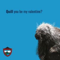 Quill you be my valentine?